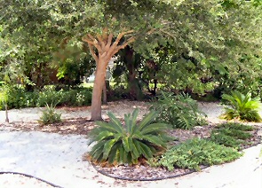 112peppertree006-yard1
